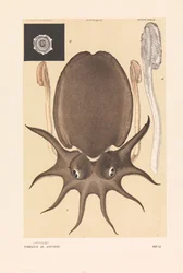 Seppia gigante di Melbourne, Sepia apama